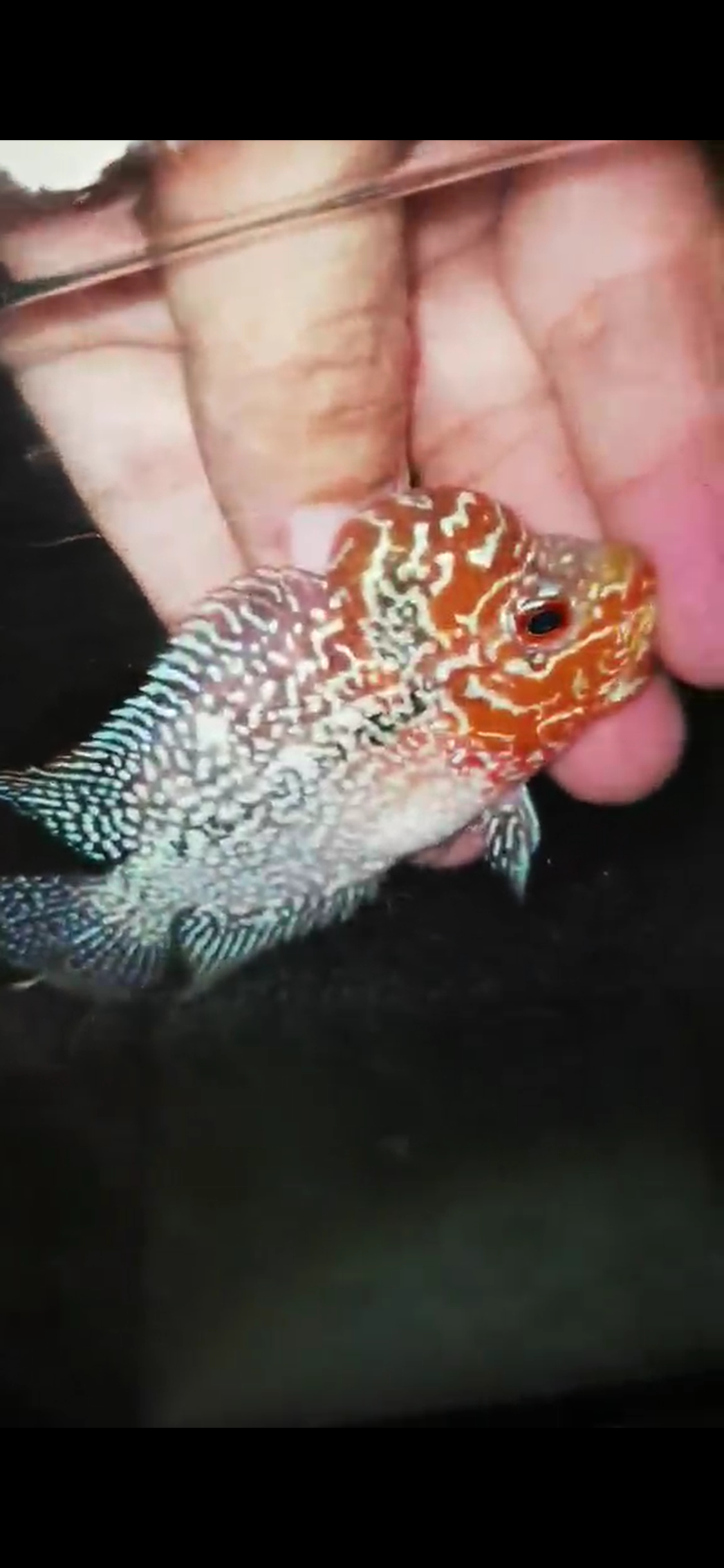 Super Red Dragon Flowerhorn ( Male ) - #14