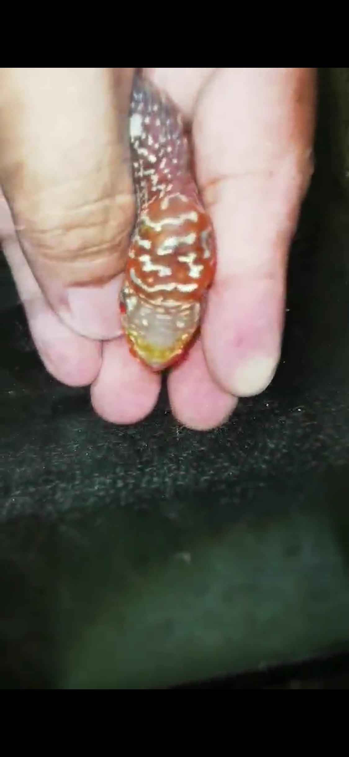 Super Red Dragon Flowerhorn ( Male ) - #14
