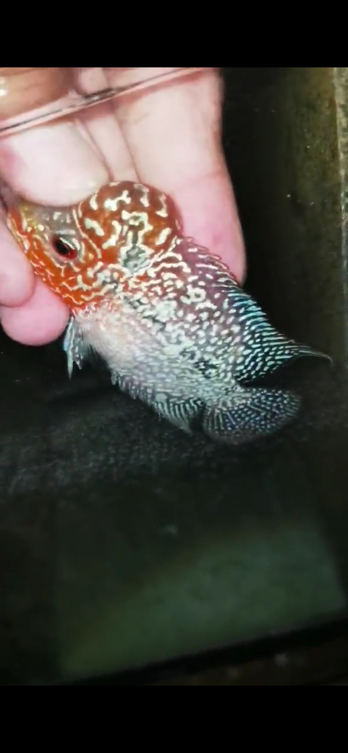 Super Red Dragon Flowerhorn ( Male ) - #14