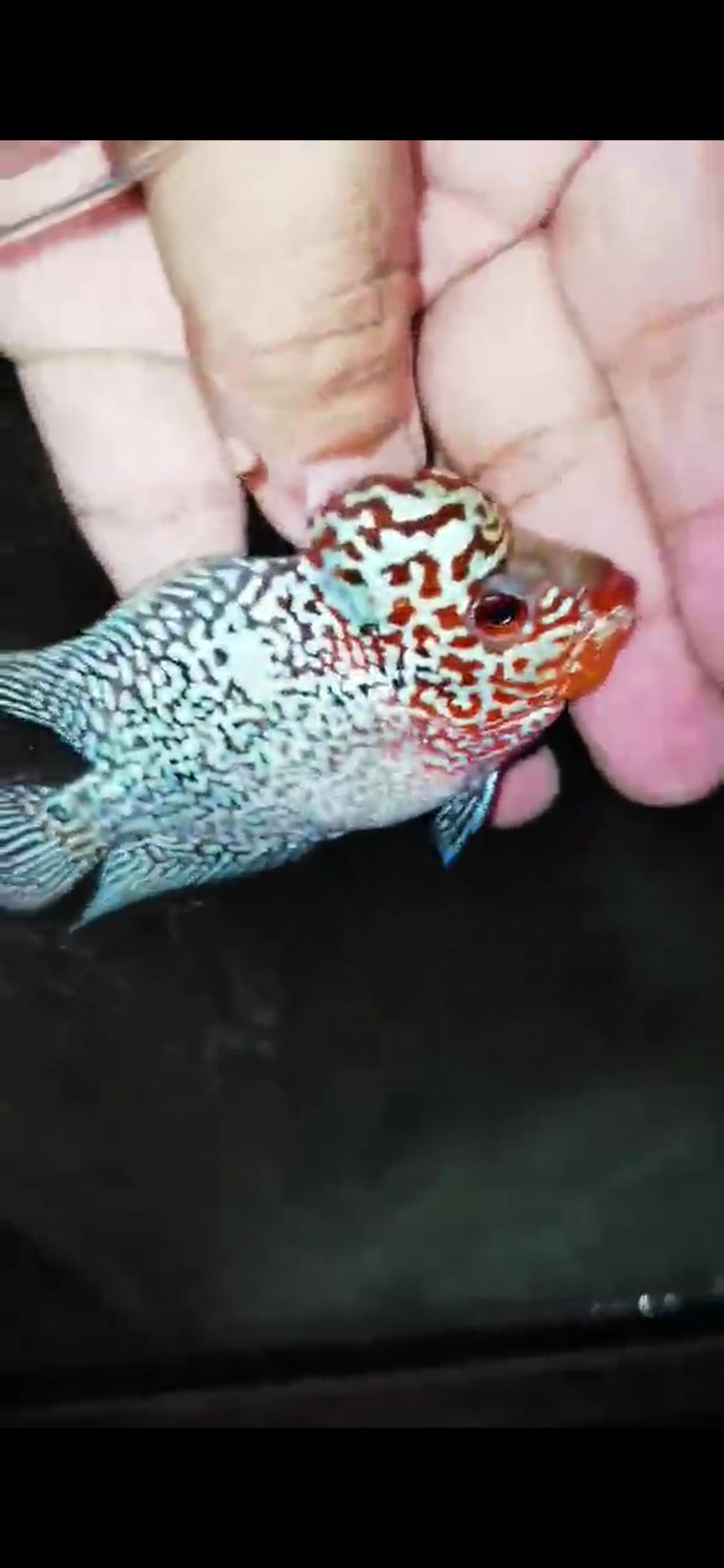 Super Red Dragon Flowerhorn ( Male ) - #12