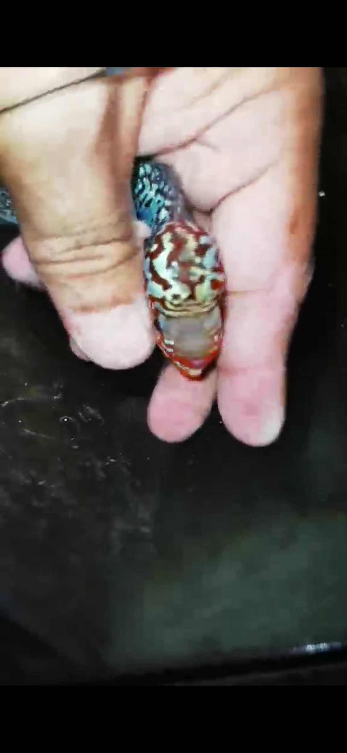 Super Red Dragon Flowerhorn ( Male ) - #12