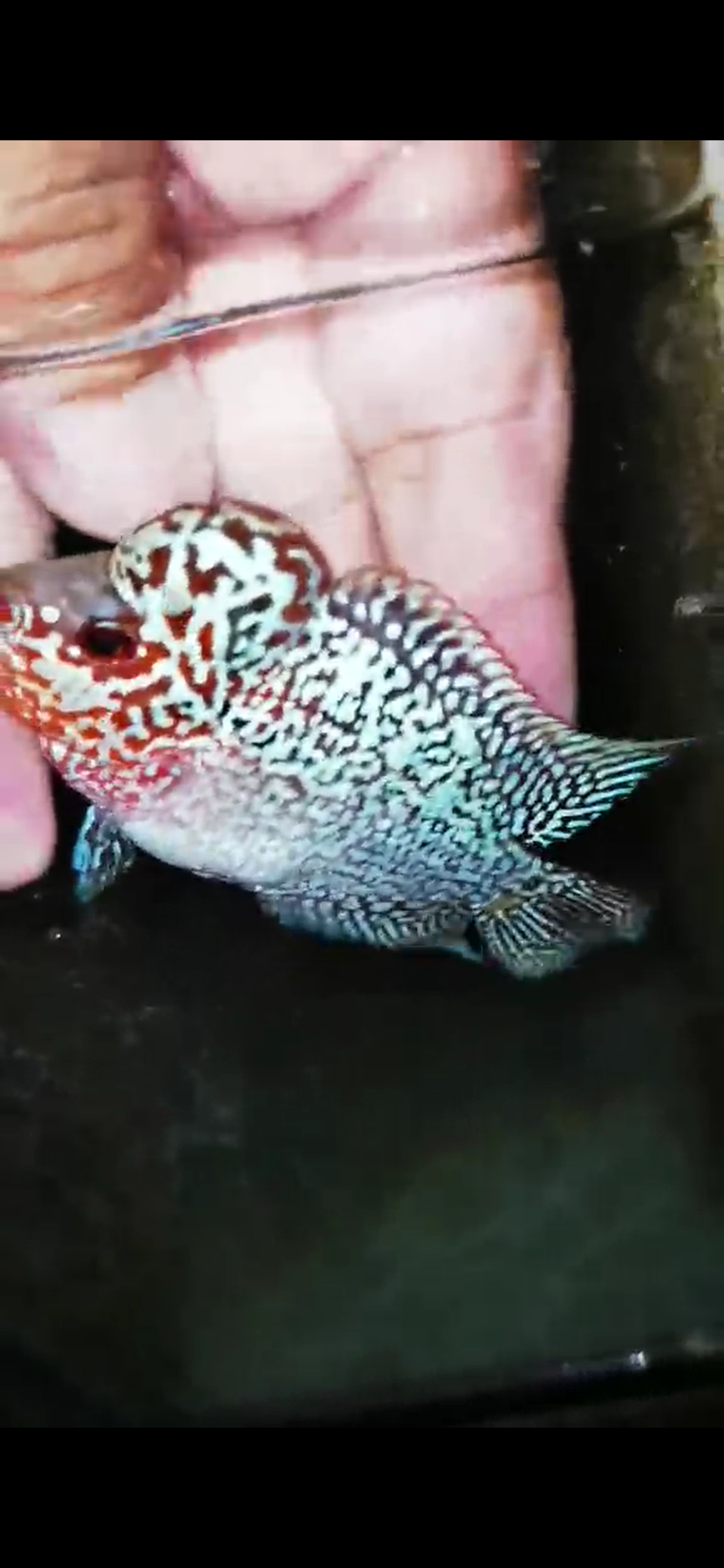 Super Red Dragon Flowerhorn ( Male ) - #12