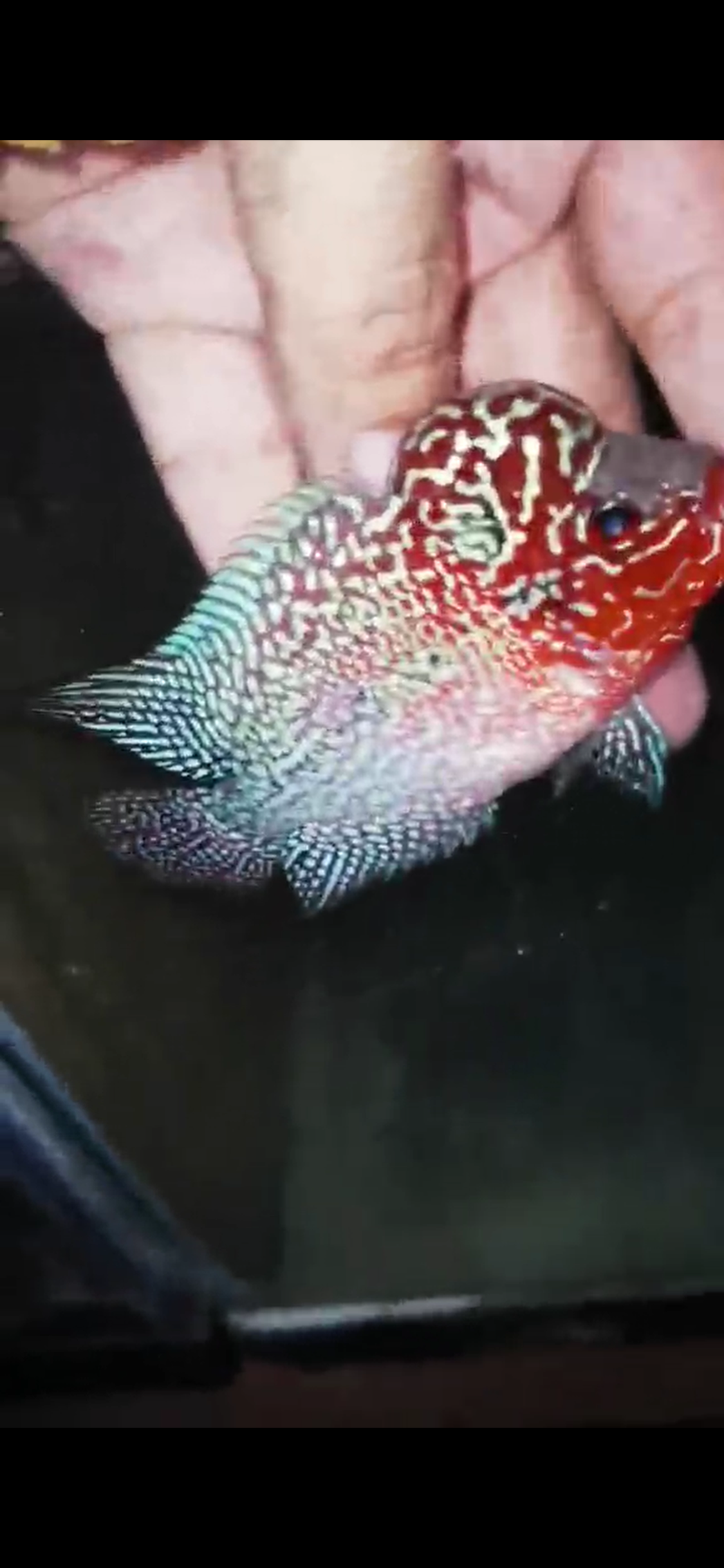 Super Red Dragon Flowerhorn ( Male ) - #21