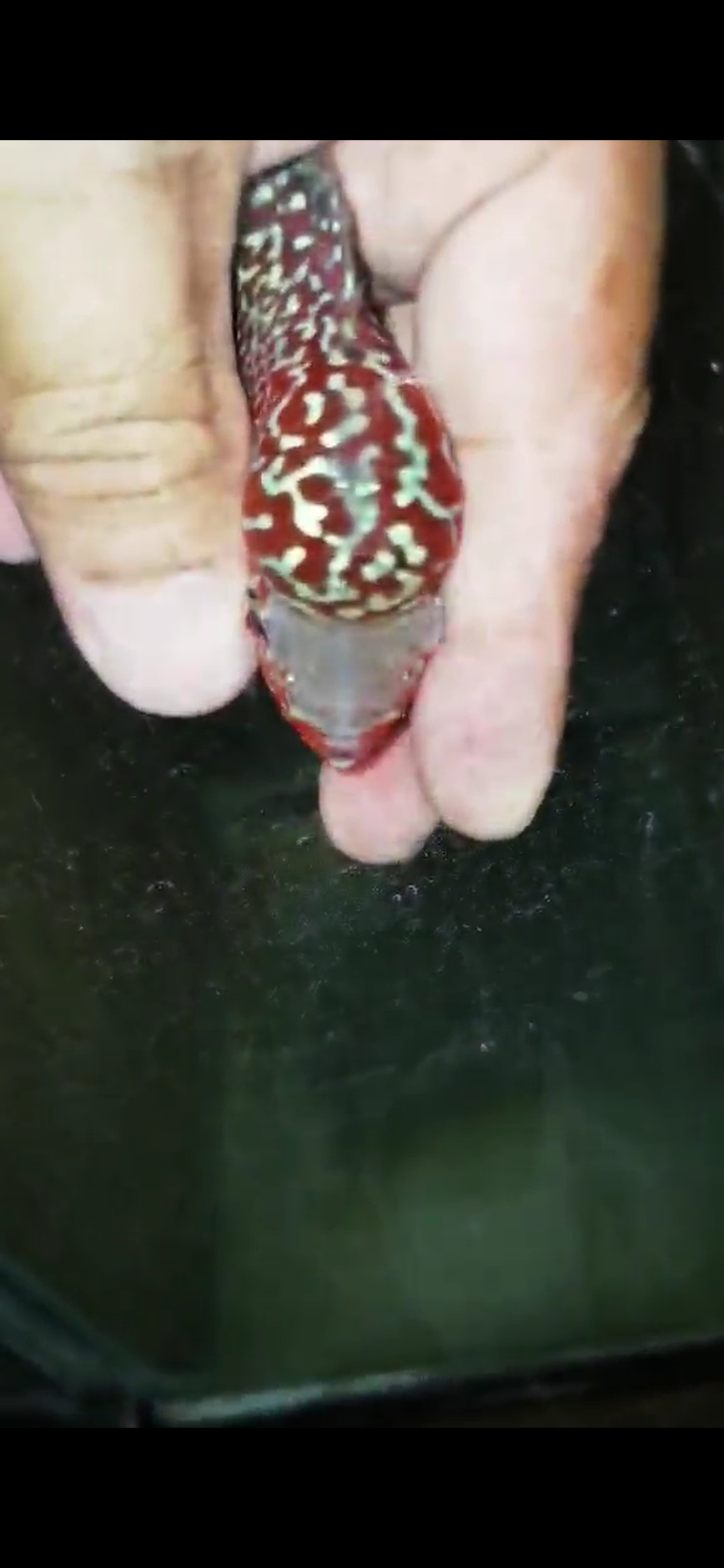 Super Red Dragon Flowerhorn ( Male ) - #21