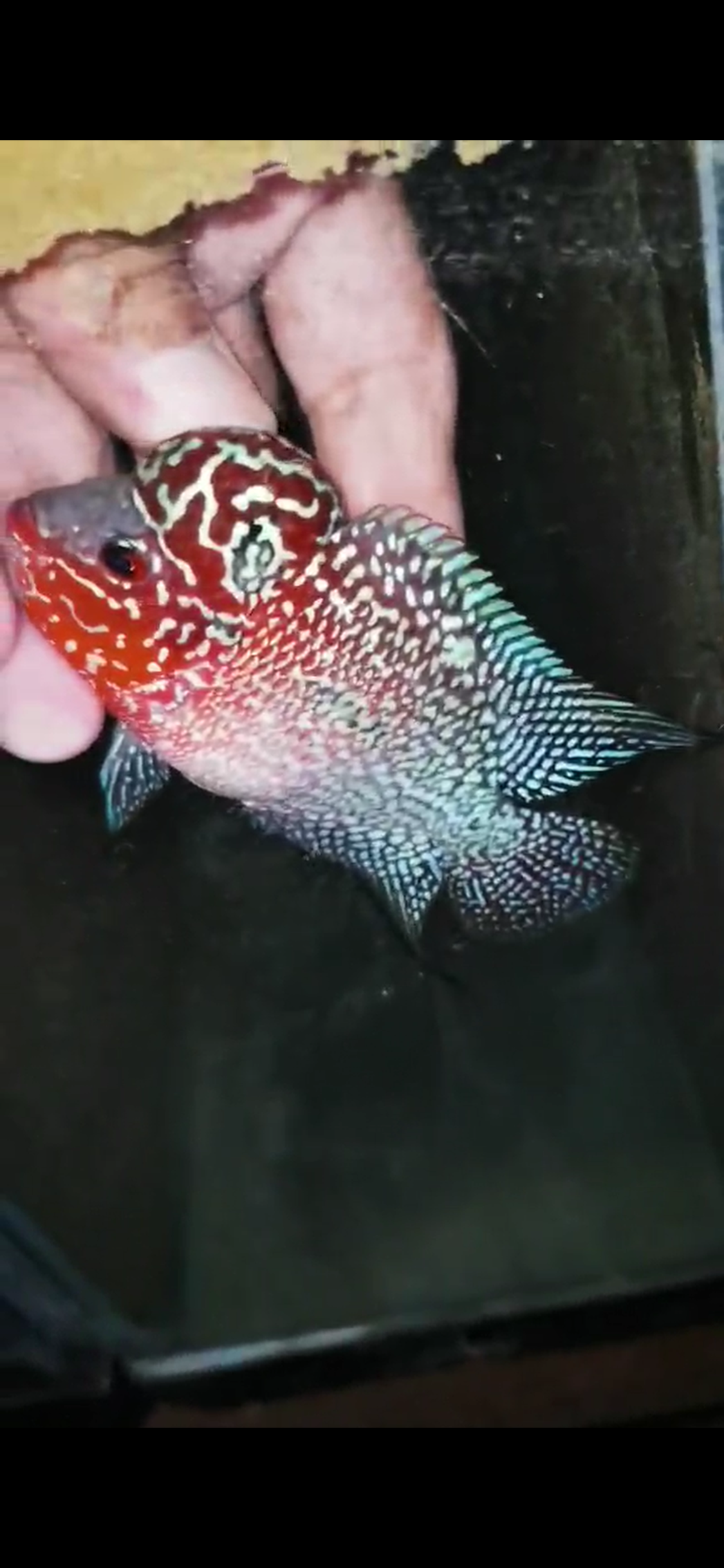 Super Red Dragon Flowerhorn ( Male ) - #21