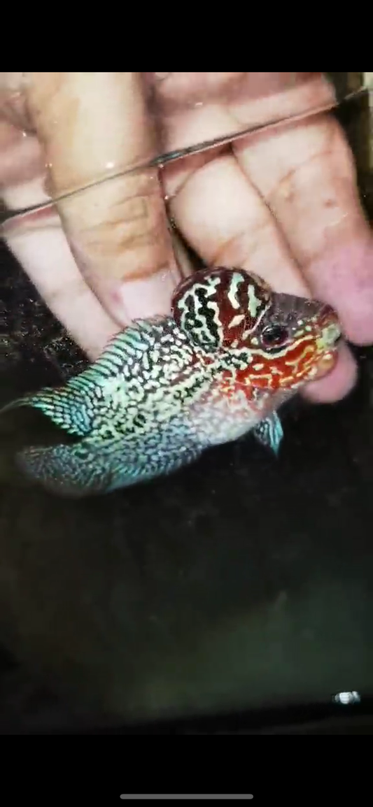 Super Red Dragon Flowerhorn ( Male ) - #10