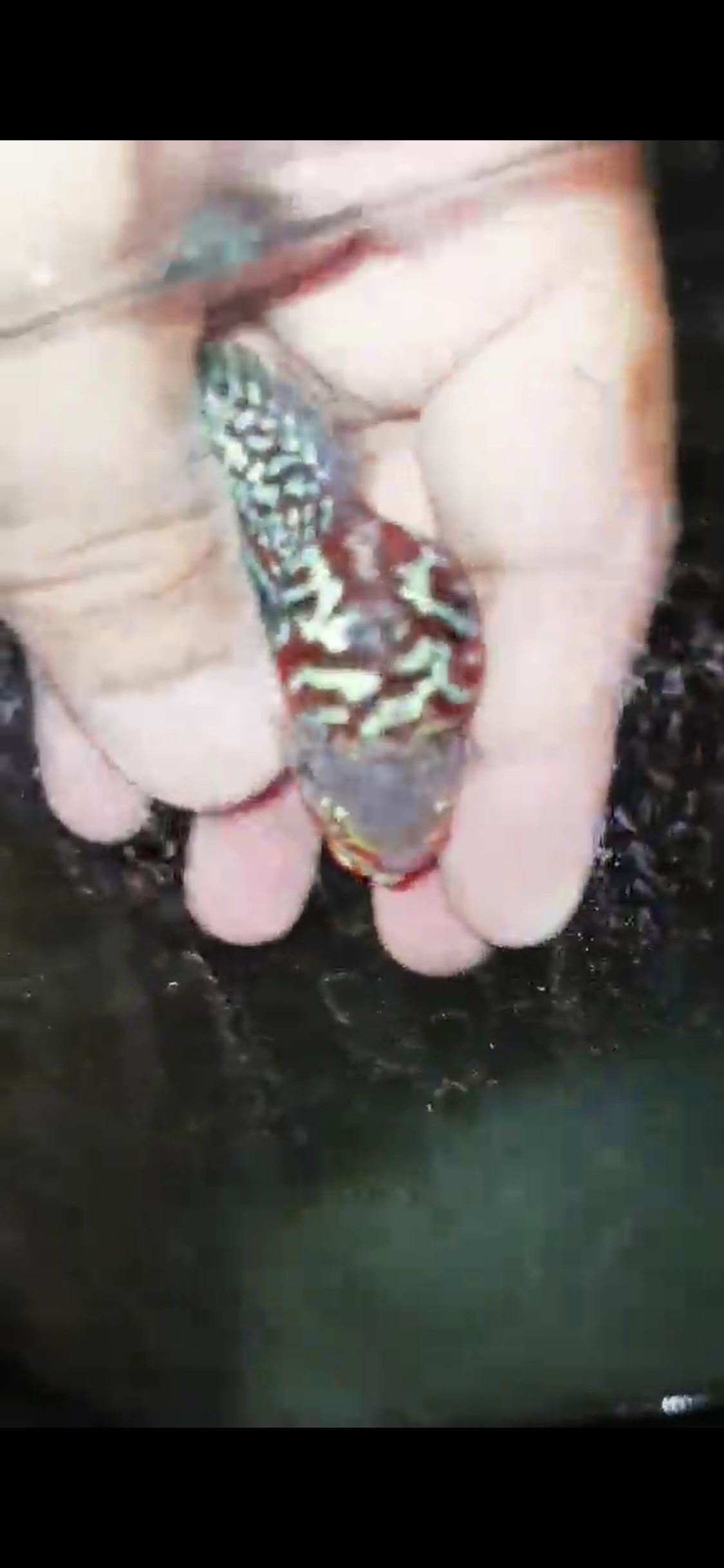 Super Red Dragon Flowerhorn ( Male ) - #10