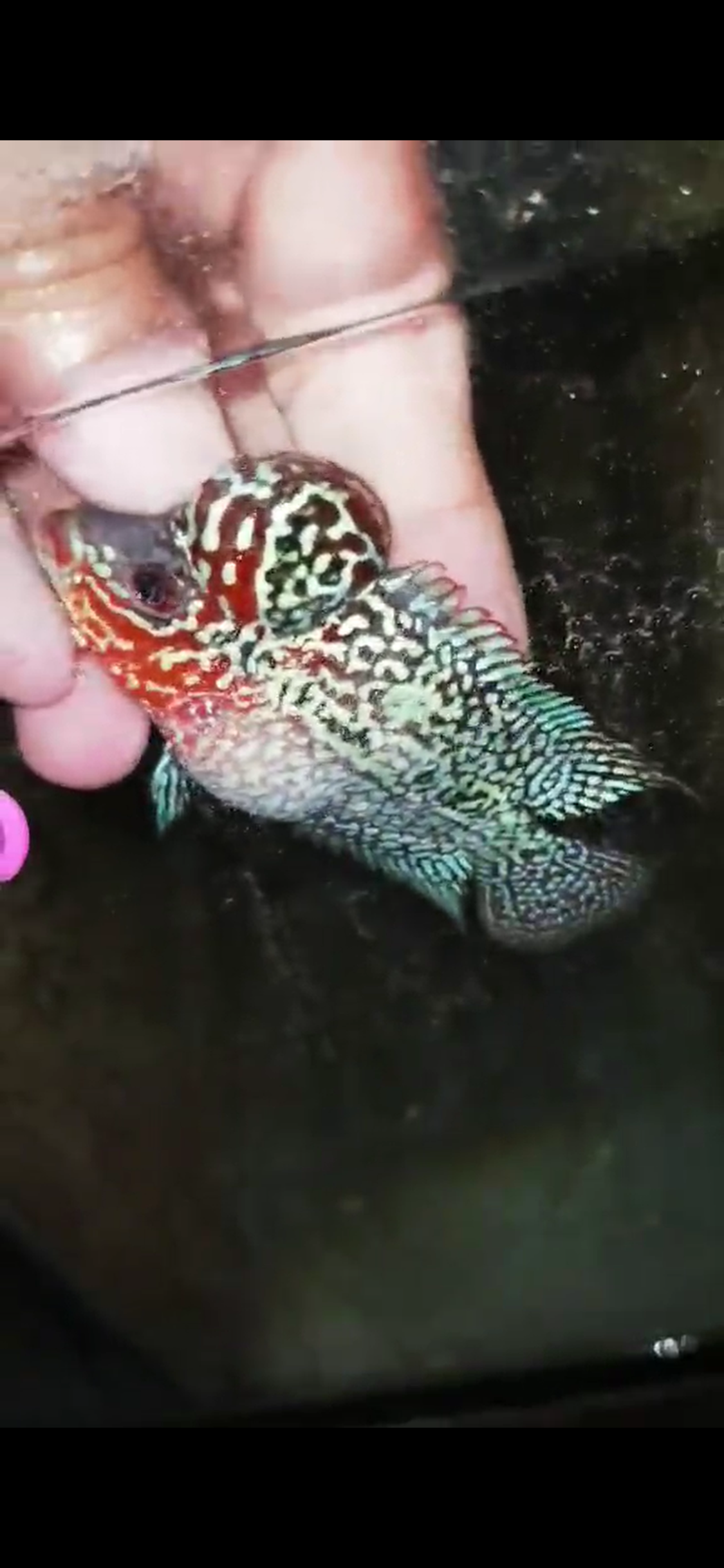 Super Red Dragon Flowerhorn ( Male ) - #10