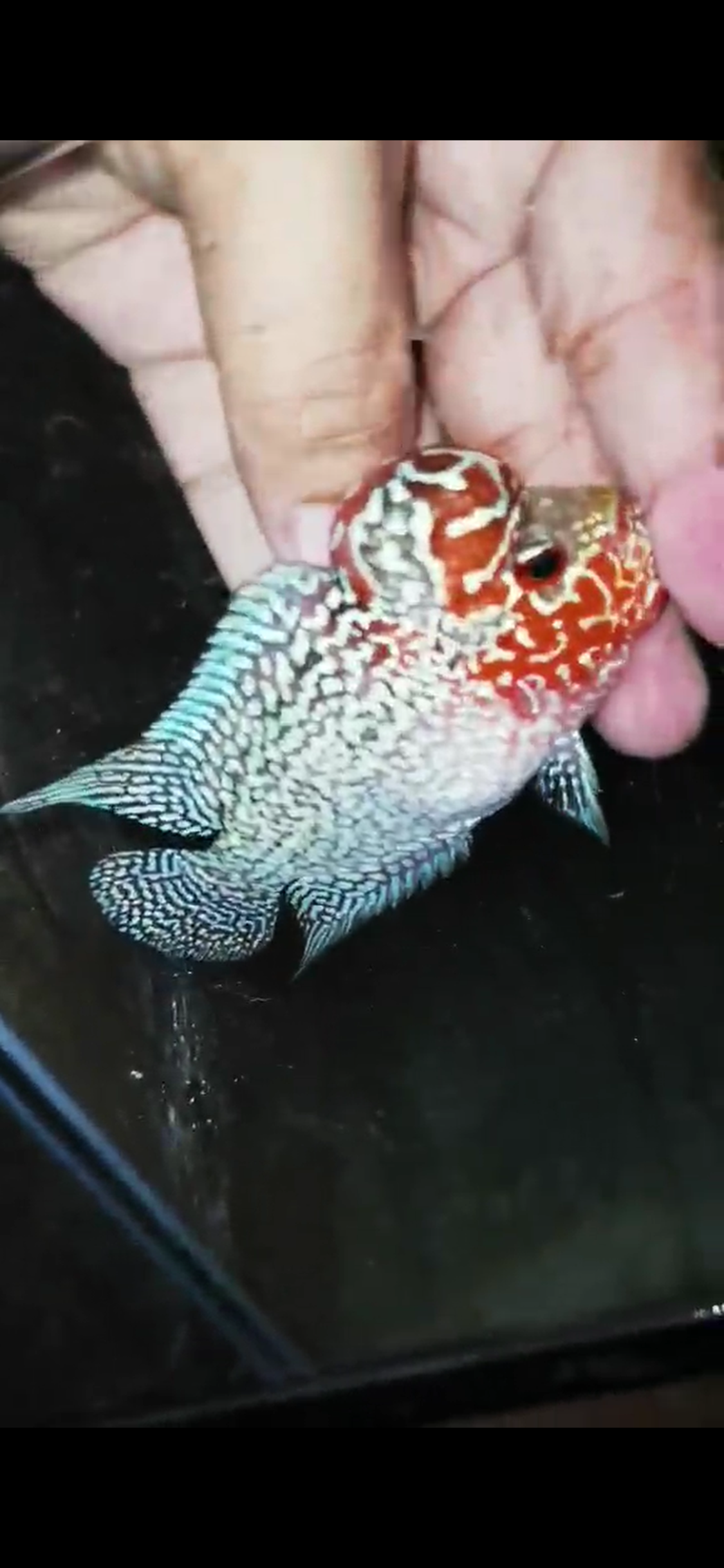 Super Red Dragon Flowerhorn ( Male ) - #20