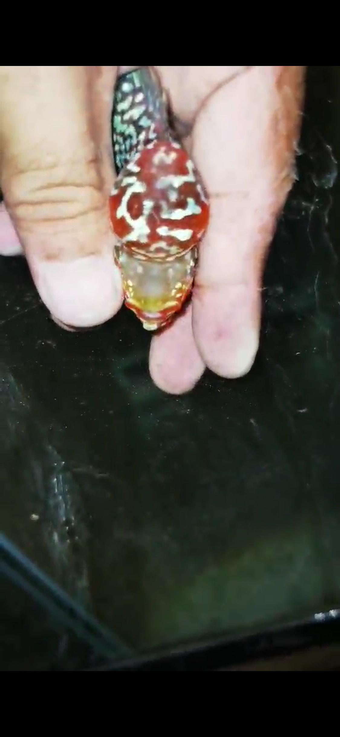 Super Red Dragon Flowerhorn ( Male ) - #20