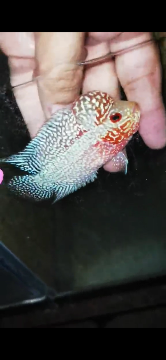 Super Red Dragon Flowerhorn ( Male ) - #05