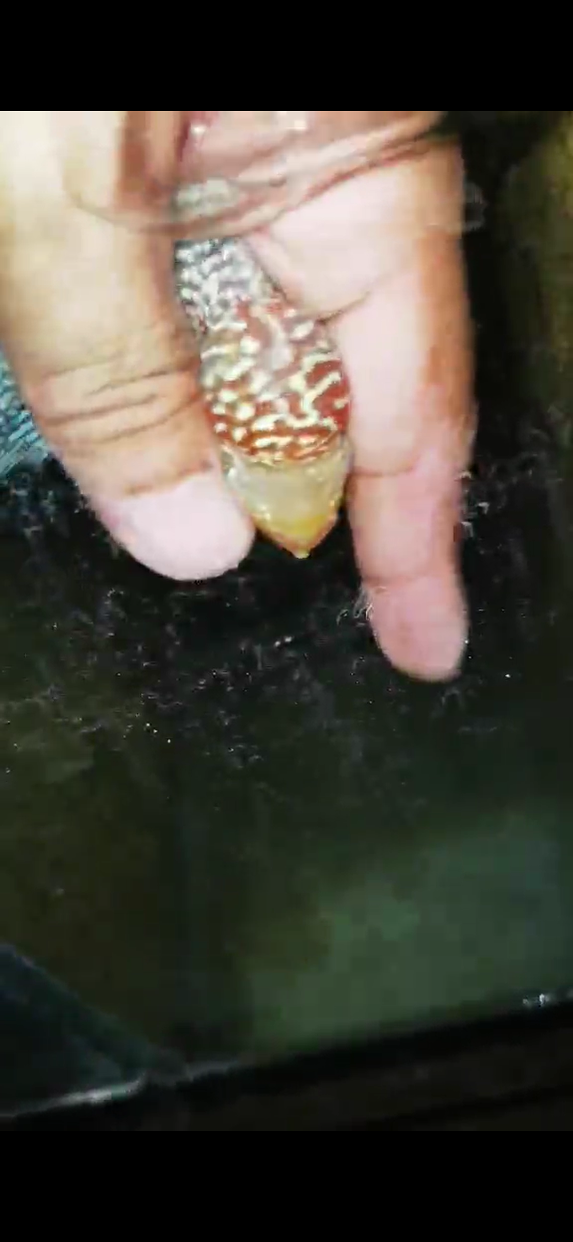 Super Red Dragon Flowerhorn ( Male ) - #05