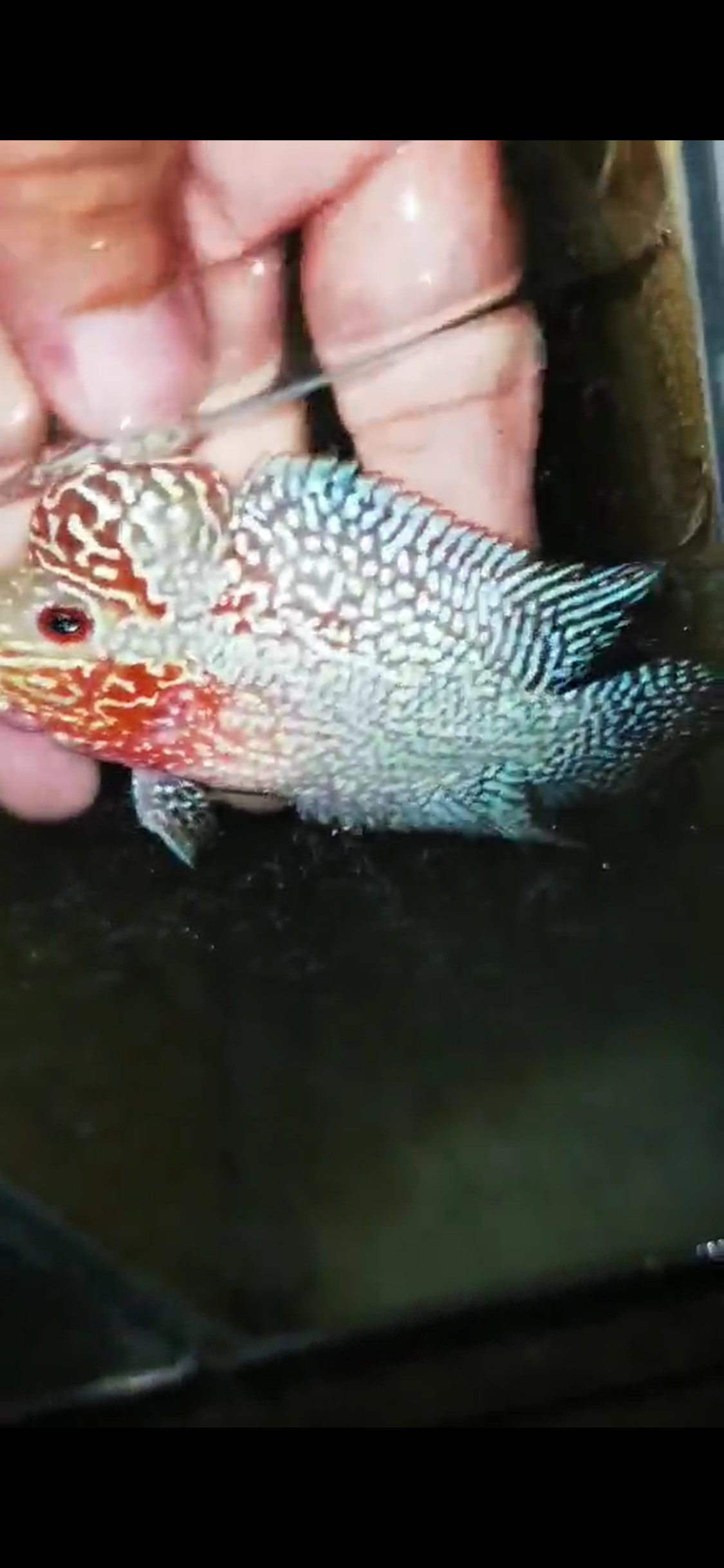 Super Red Dragon Flowerhorn ( Male ) - #05