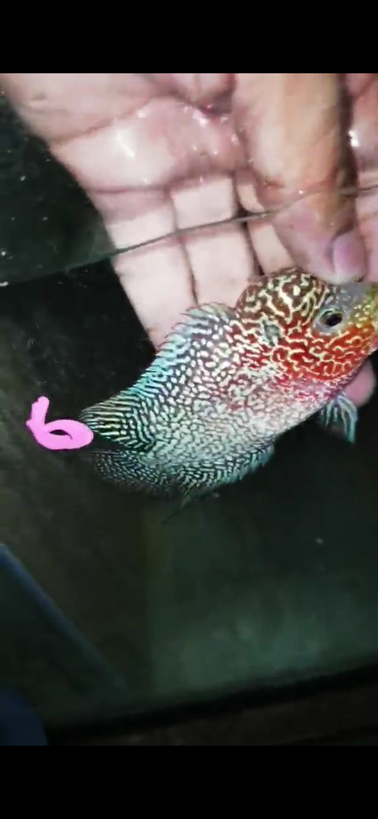 Super Red Dragon Flowerhorn ( Male ) - #06