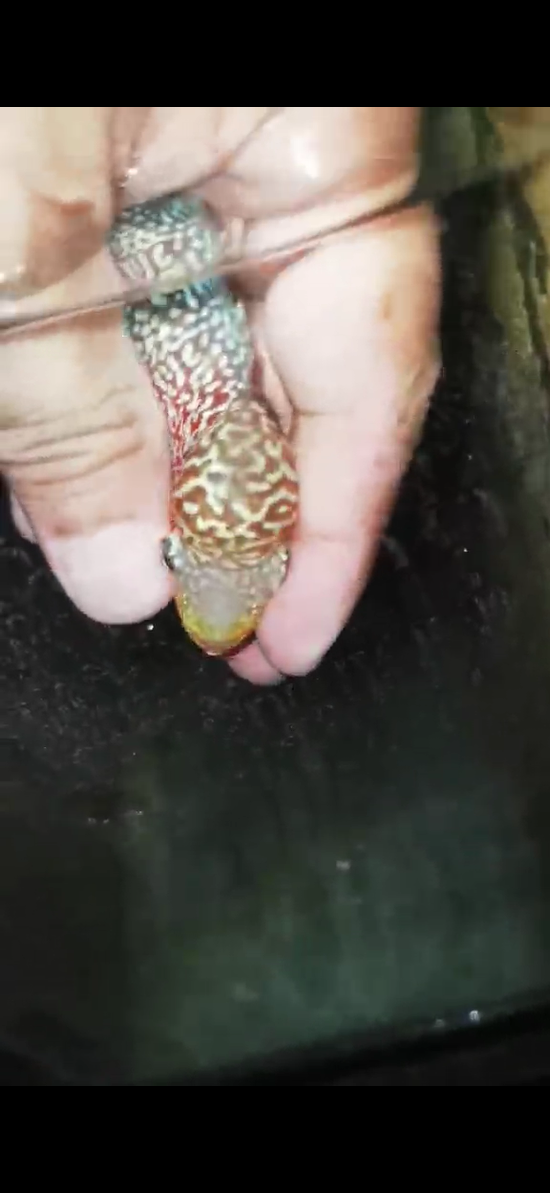 Super Red Dragon Flowerhorn ( Male ) - #06