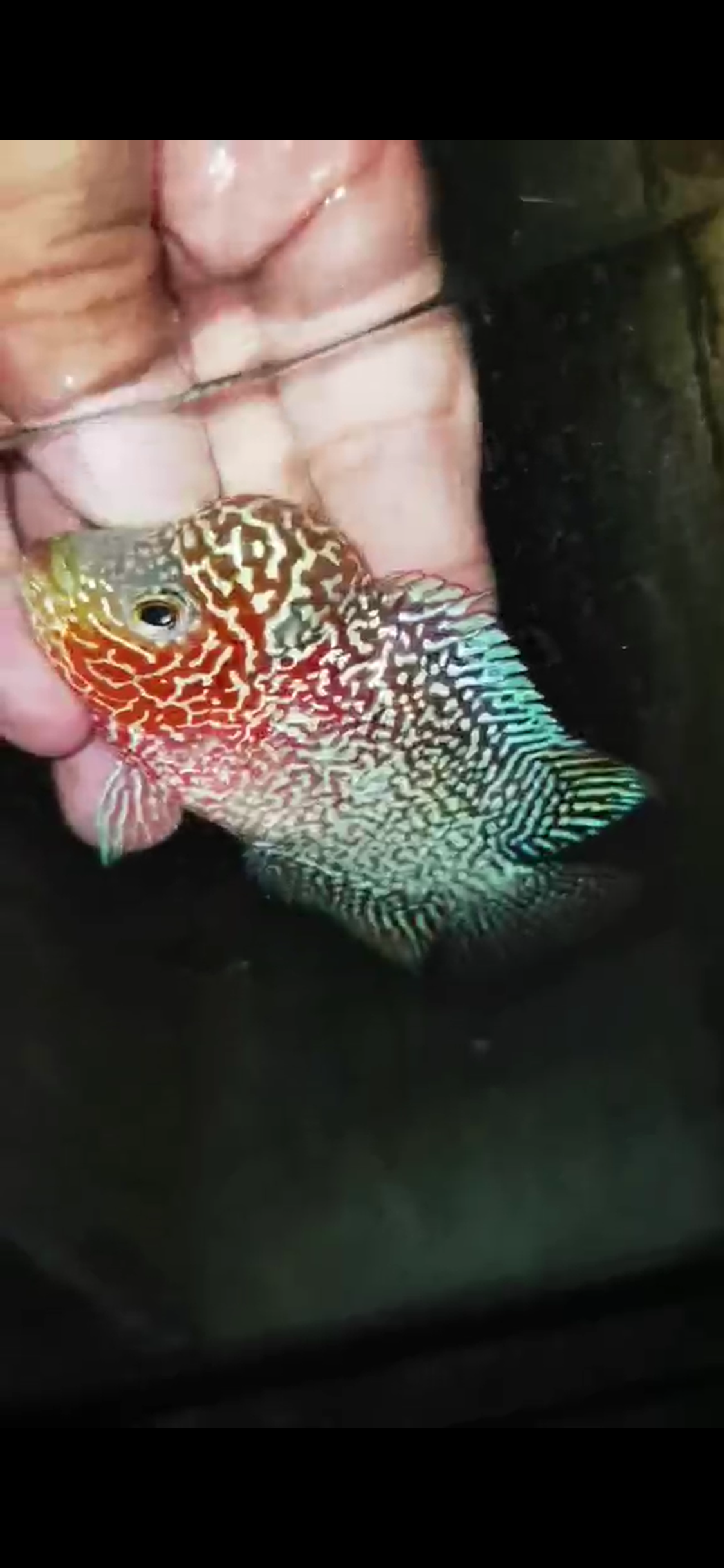 Super Red Dragon Flowerhorn ( Male ) - #06
