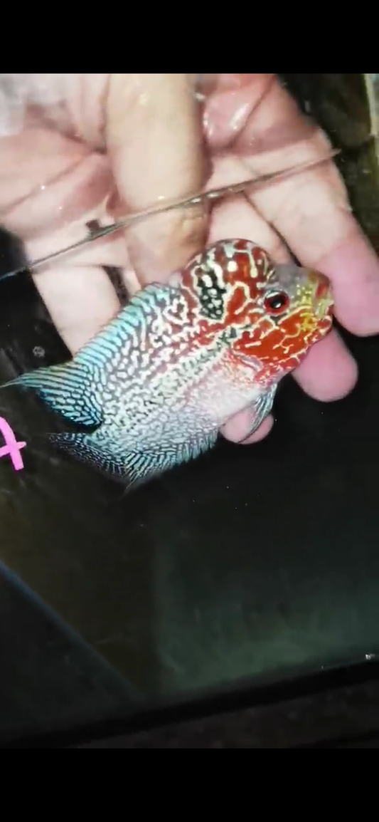 Super Red Dragon Flowerhorn ( Male ) - #07