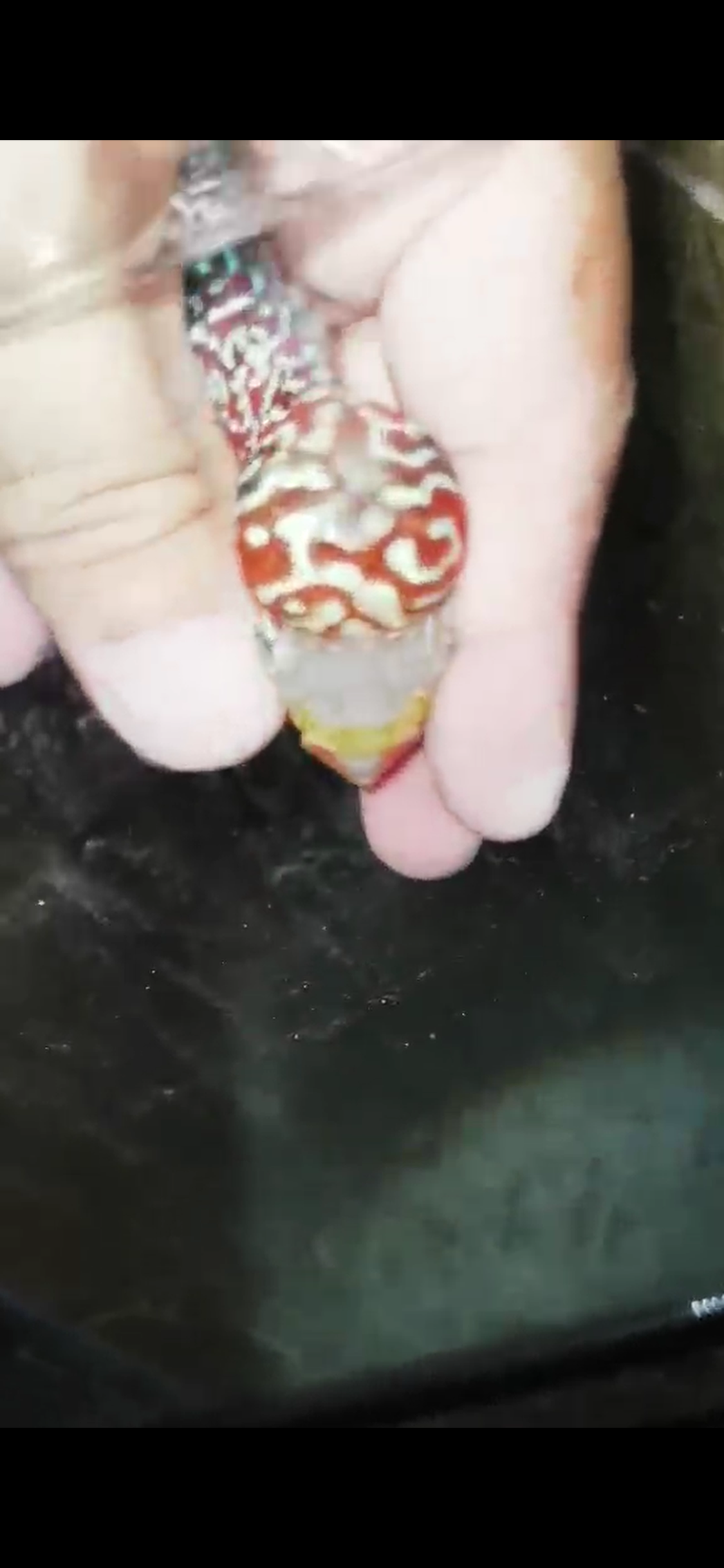Super Red Dragon Flowerhorn ( Male ) - #07