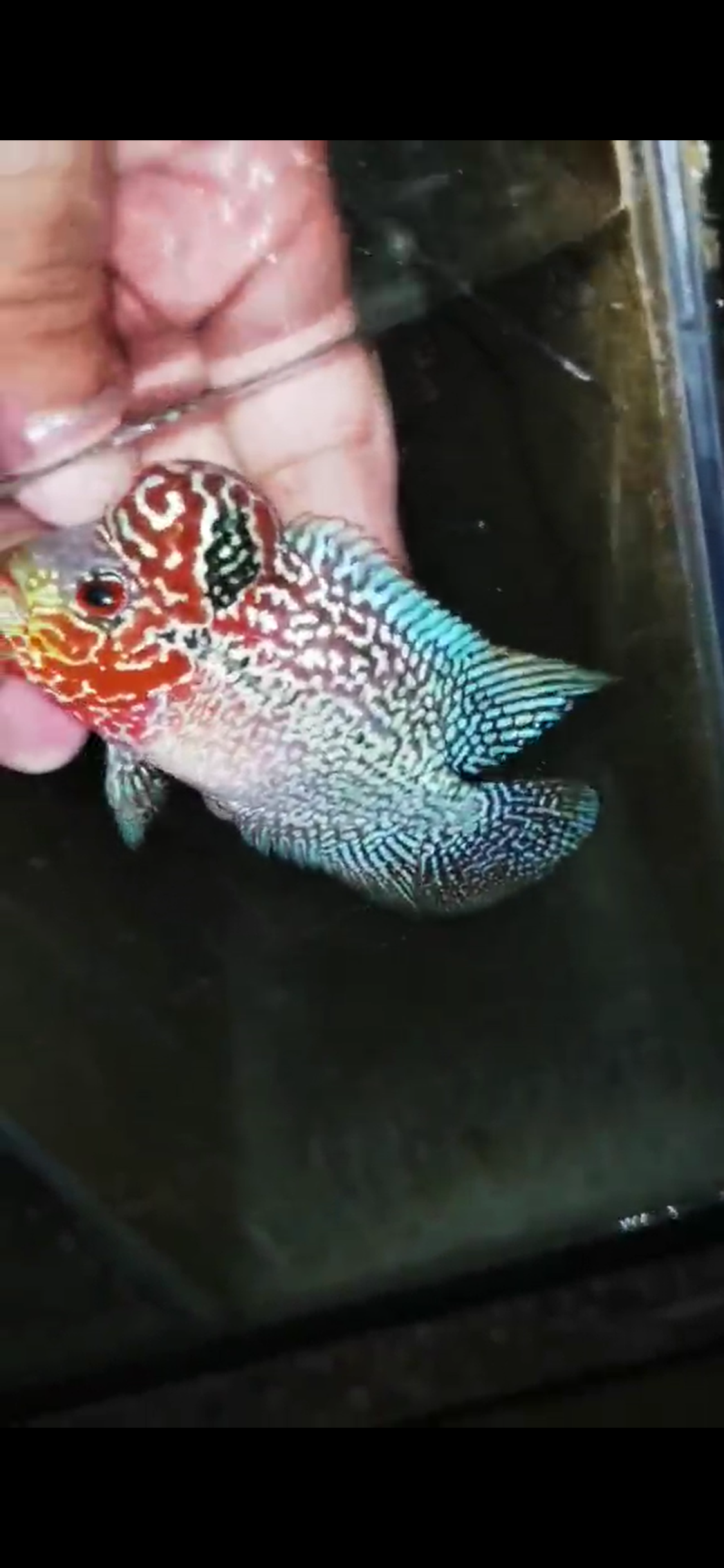 Super Red Dragon Flowerhorn ( Male ) - #07