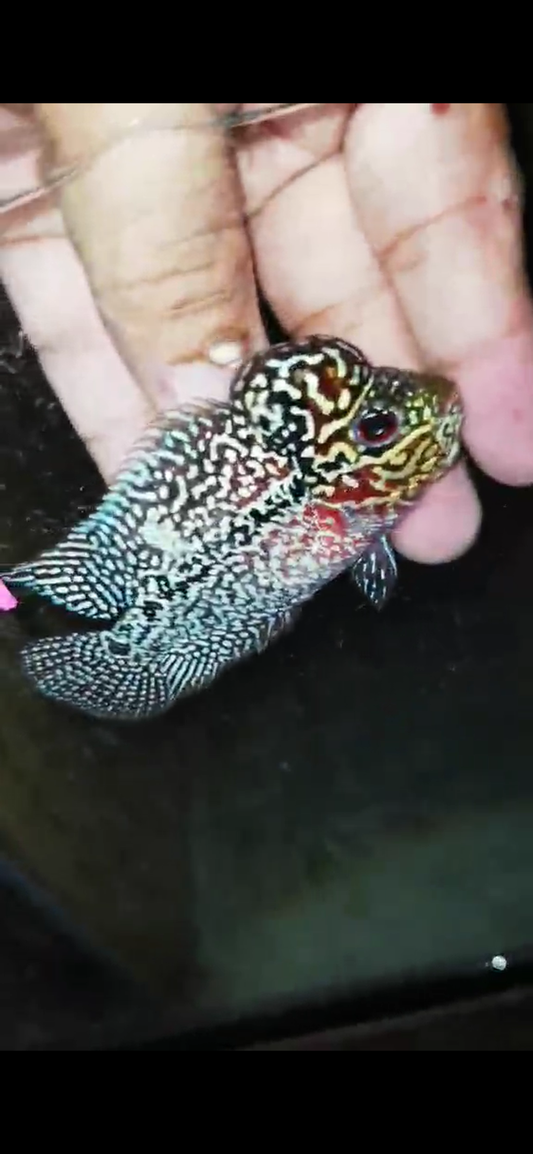 Super Red Dragon Flowerhorn ( Male ) - #11