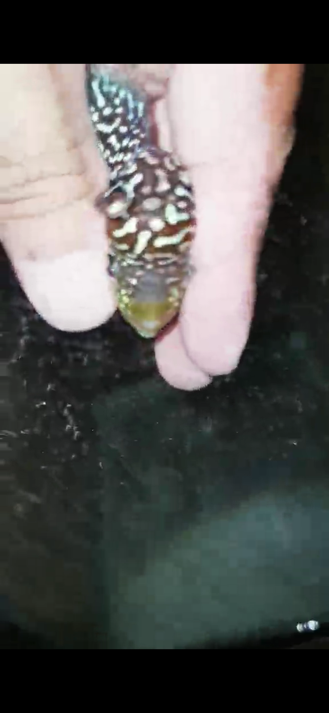 Super Red Dragon Flowerhorn ( Male ) - #11