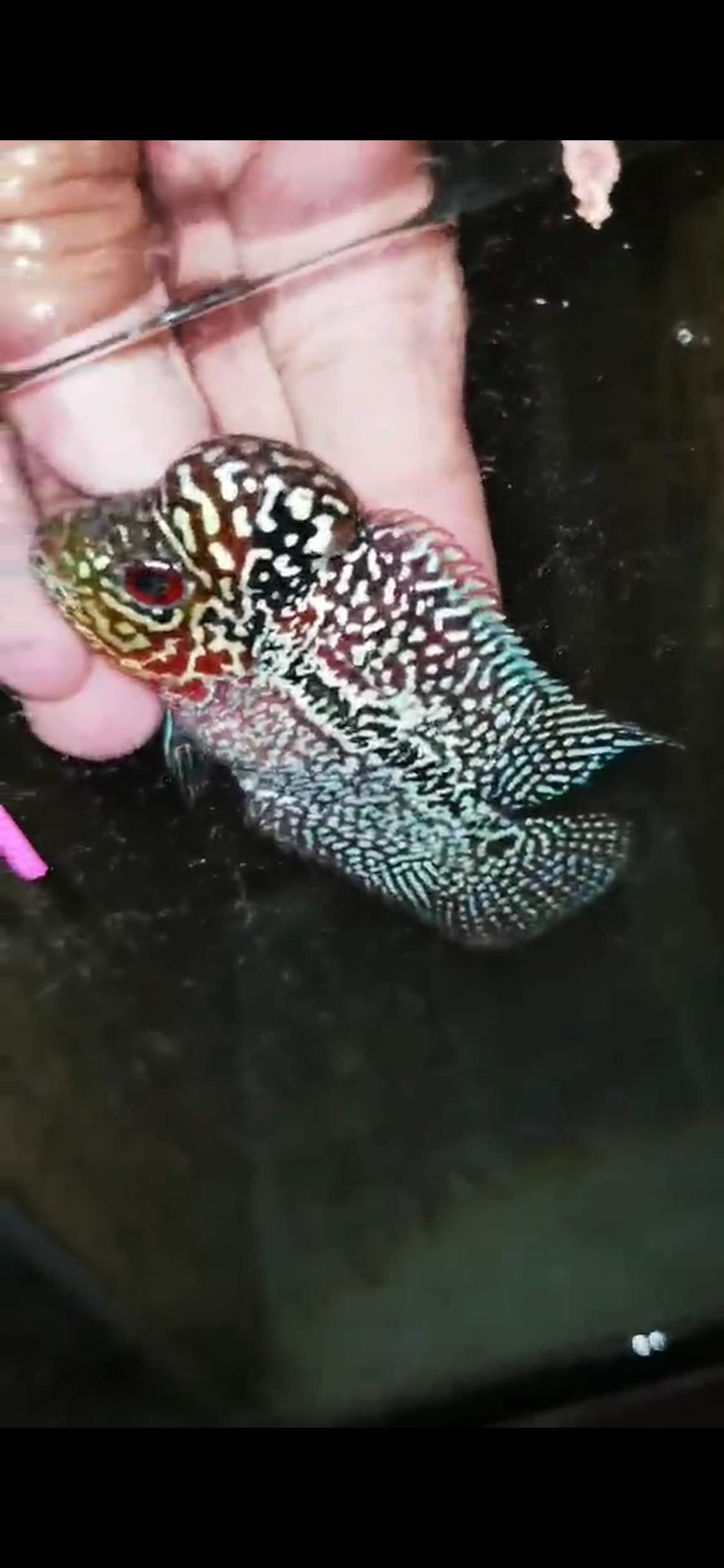 Super Red Dragon Flowerhorn ( Male ) - #11