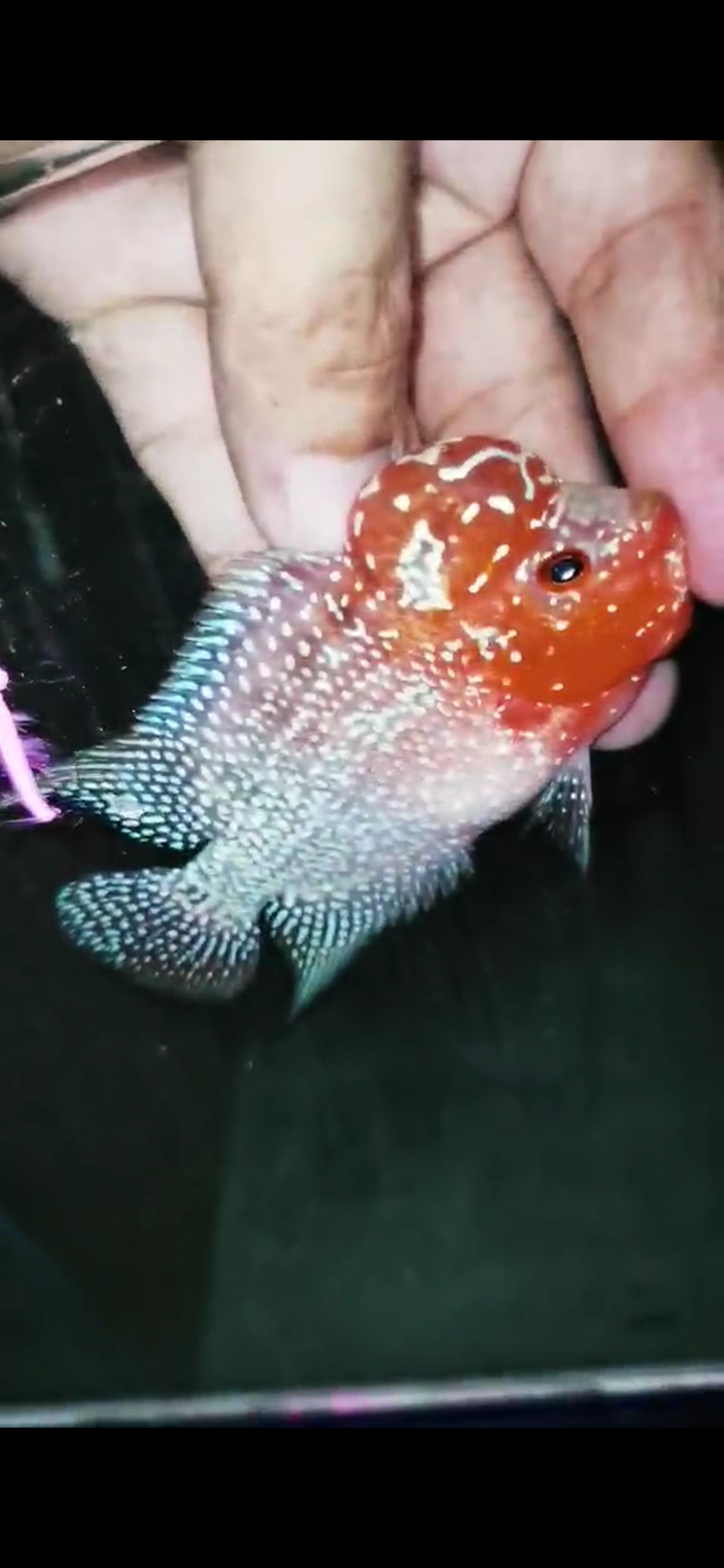 Super Red Dragon Flowerhorn ( Male ) - #39