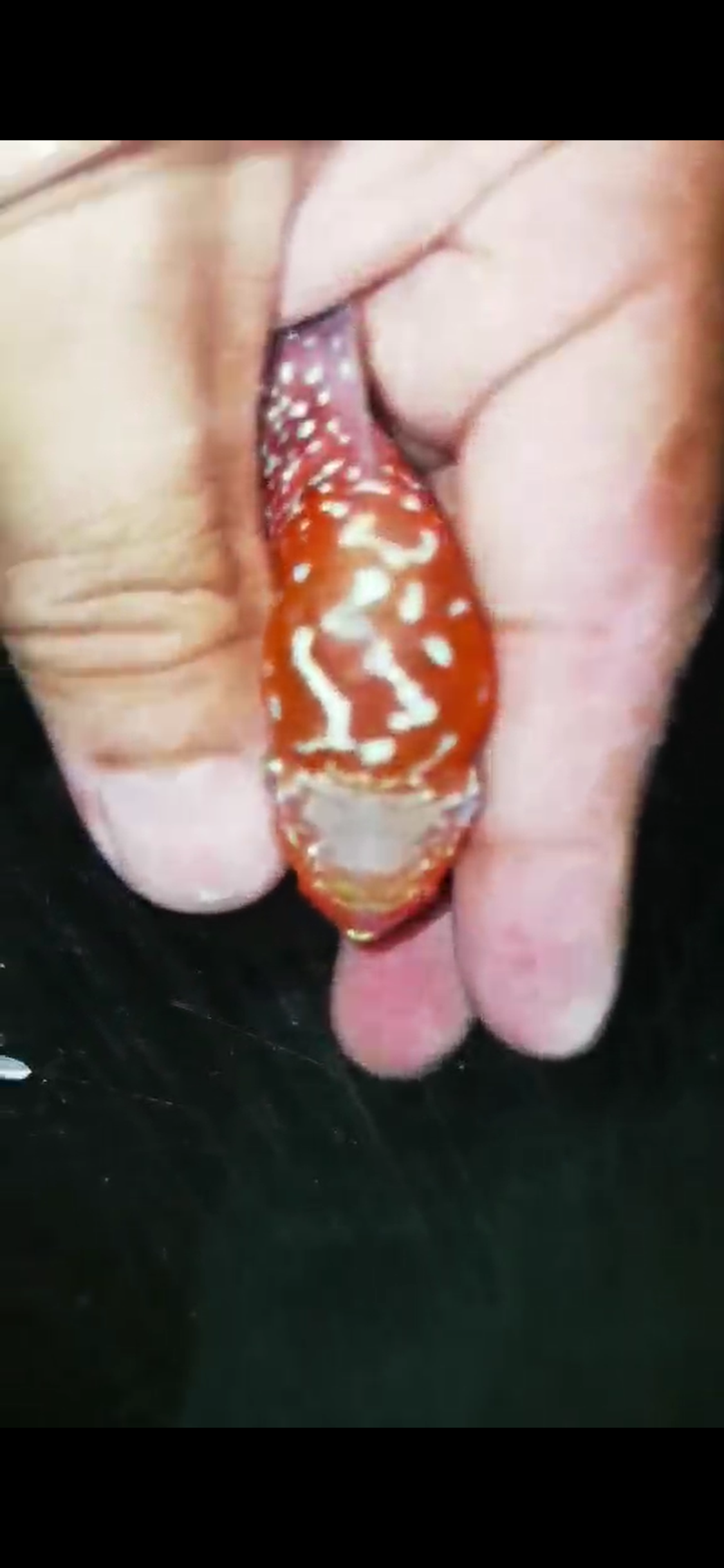 Super Red Dragon Flowerhorn ( Male ) - #39