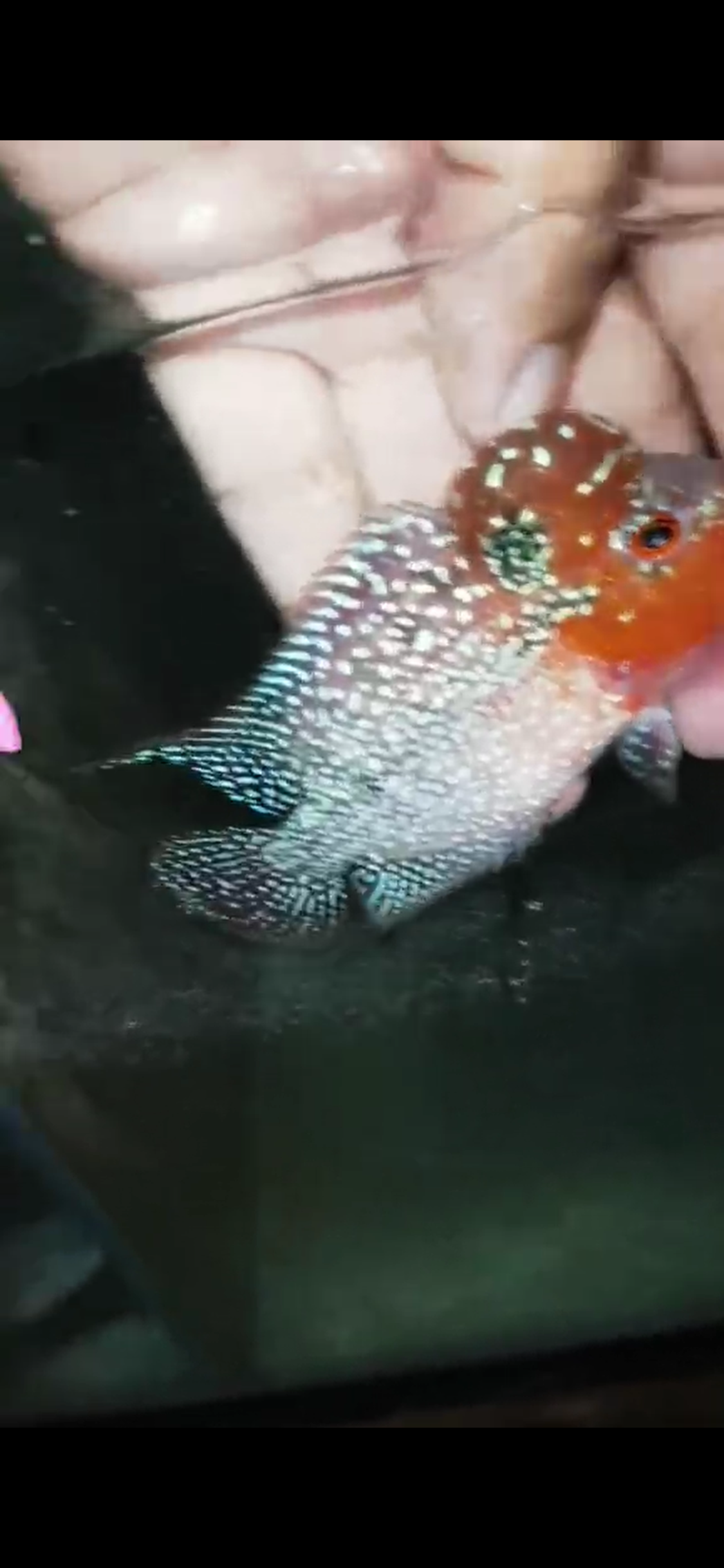 Super Red Dragon Flowerhorn ( Male ) - #15