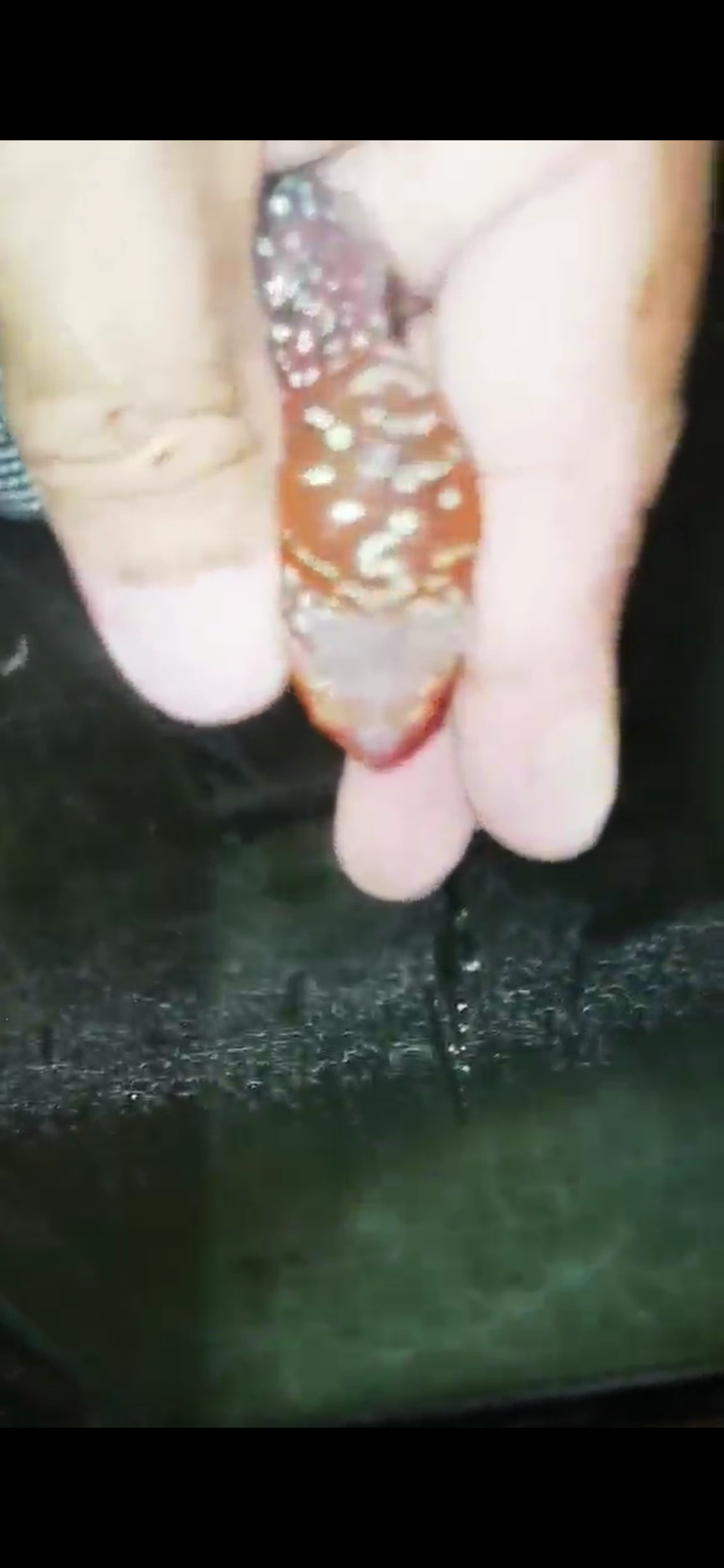 Super Red Dragon Flowerhorn ( Male ) - #15