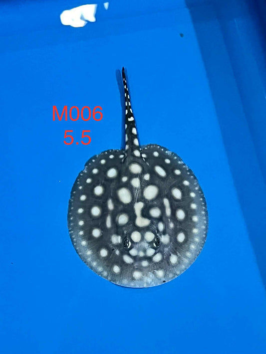 Black Diamond Hybrid Stingray (male)#6