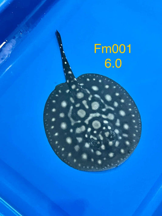 Black Diamond Hybrid Stingray (female)#1