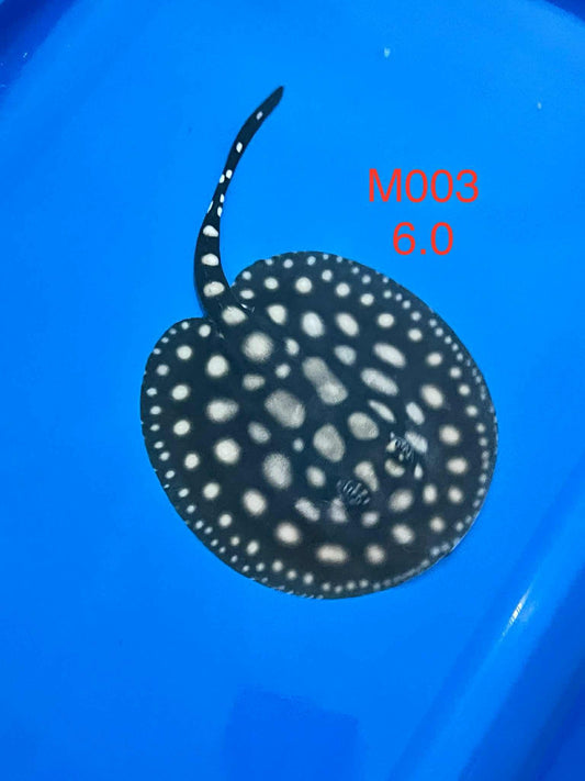 Black Diamond Hybrid Stingray (male)#3