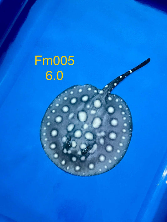 Black Diamond Hybrid Stingray (female)#5