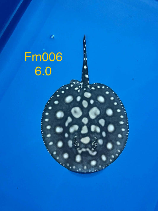 Black Diamond Hybrid Stingray (female)#6