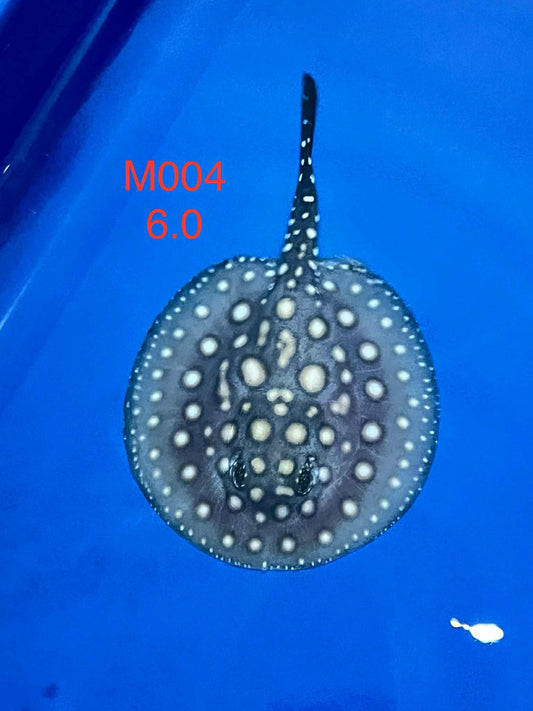 Black Diamond Hybrid Stingray (male)#4