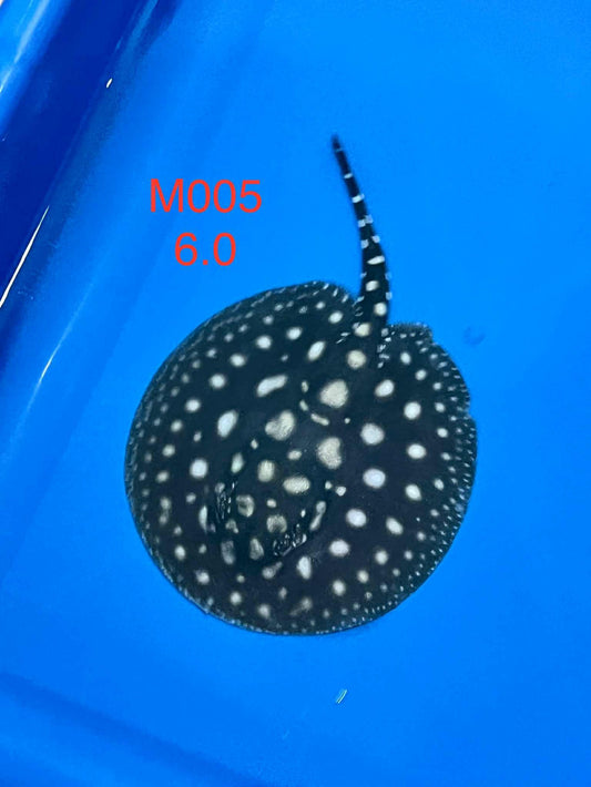 Black Diamond Hybrid Stingray (male)#5