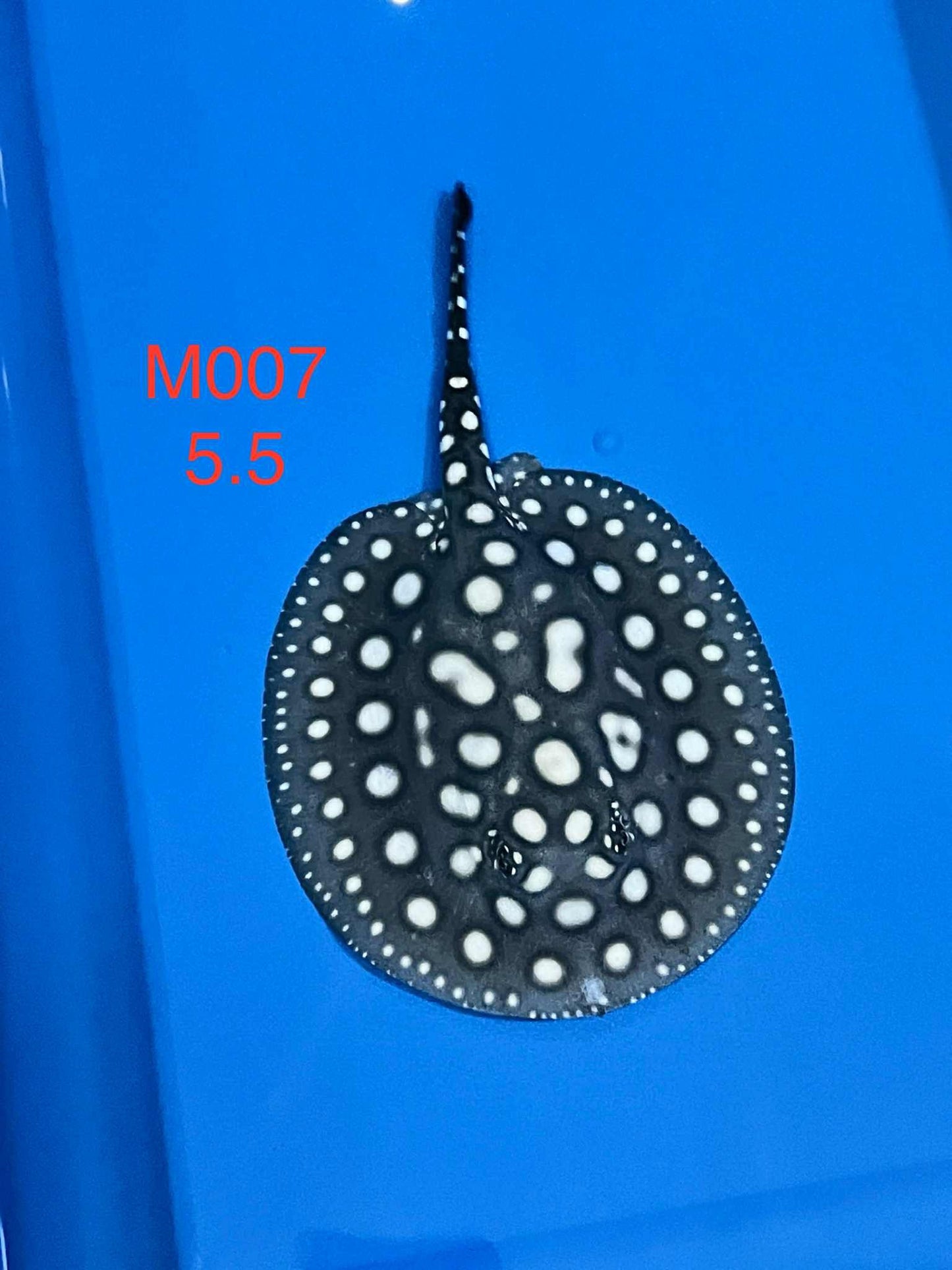 Black Diamond Hybrid Stingray (male)#7