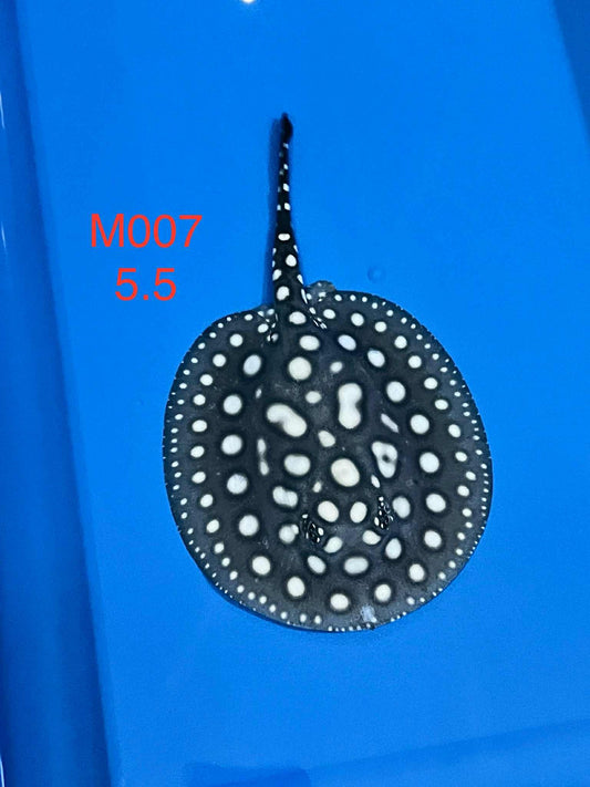Black Diamond Hybrid Stingray (male)#7