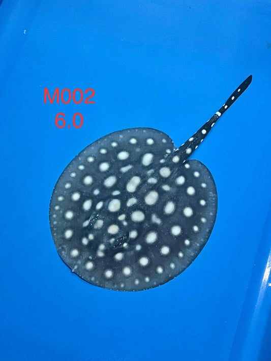 Black Diamond Hybrid Stingray (male)#2