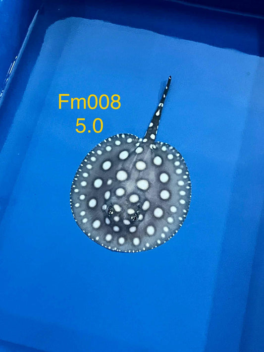 Black Diamond Hybrid Stingray (female)#8