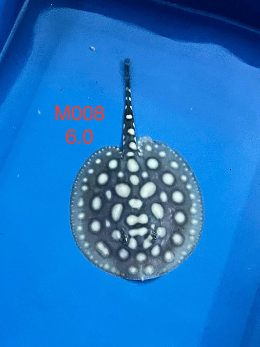 Black Diamond Hybrid Stingray (Male)#8