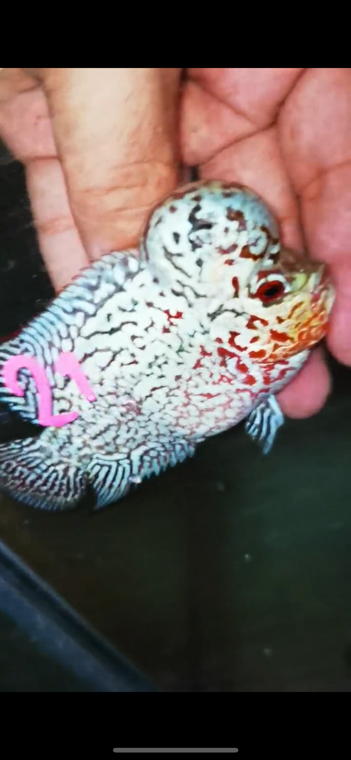 魚2 Current Stock – Page 6 – J4 aquatics
