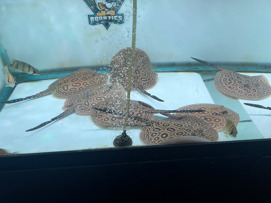 Pearl Stingrays 6-7" Females