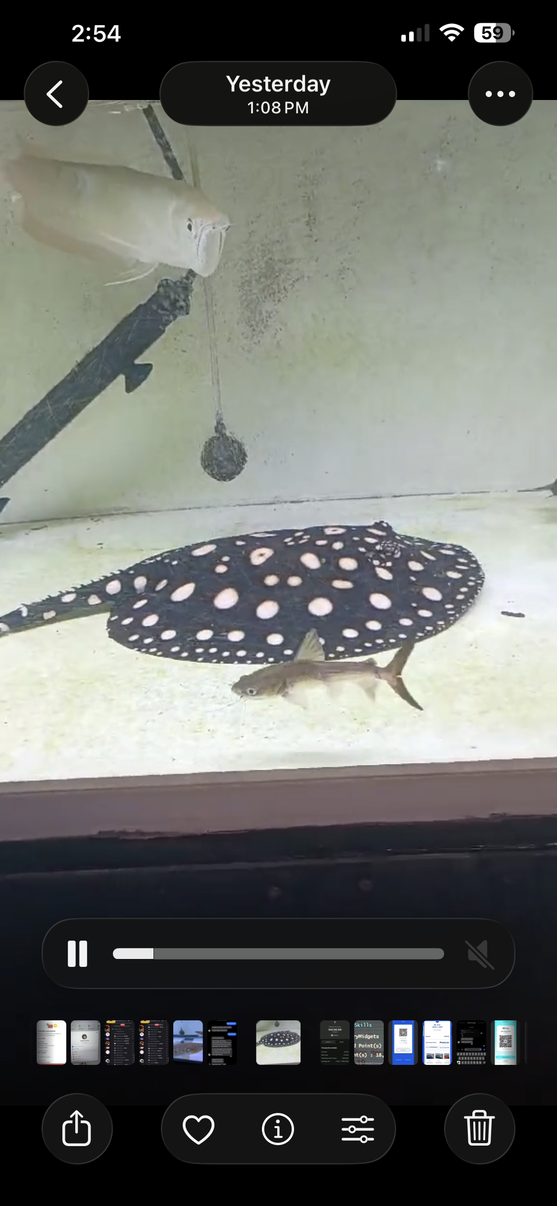BLack Diamond Female