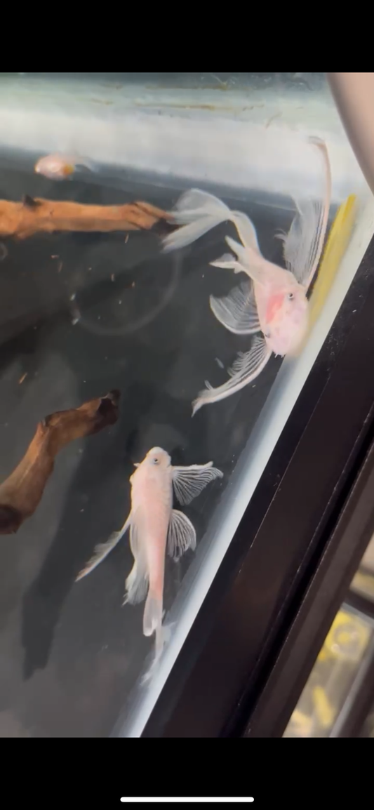 Longfin Snow White Bristlenose Pleco 1-2"