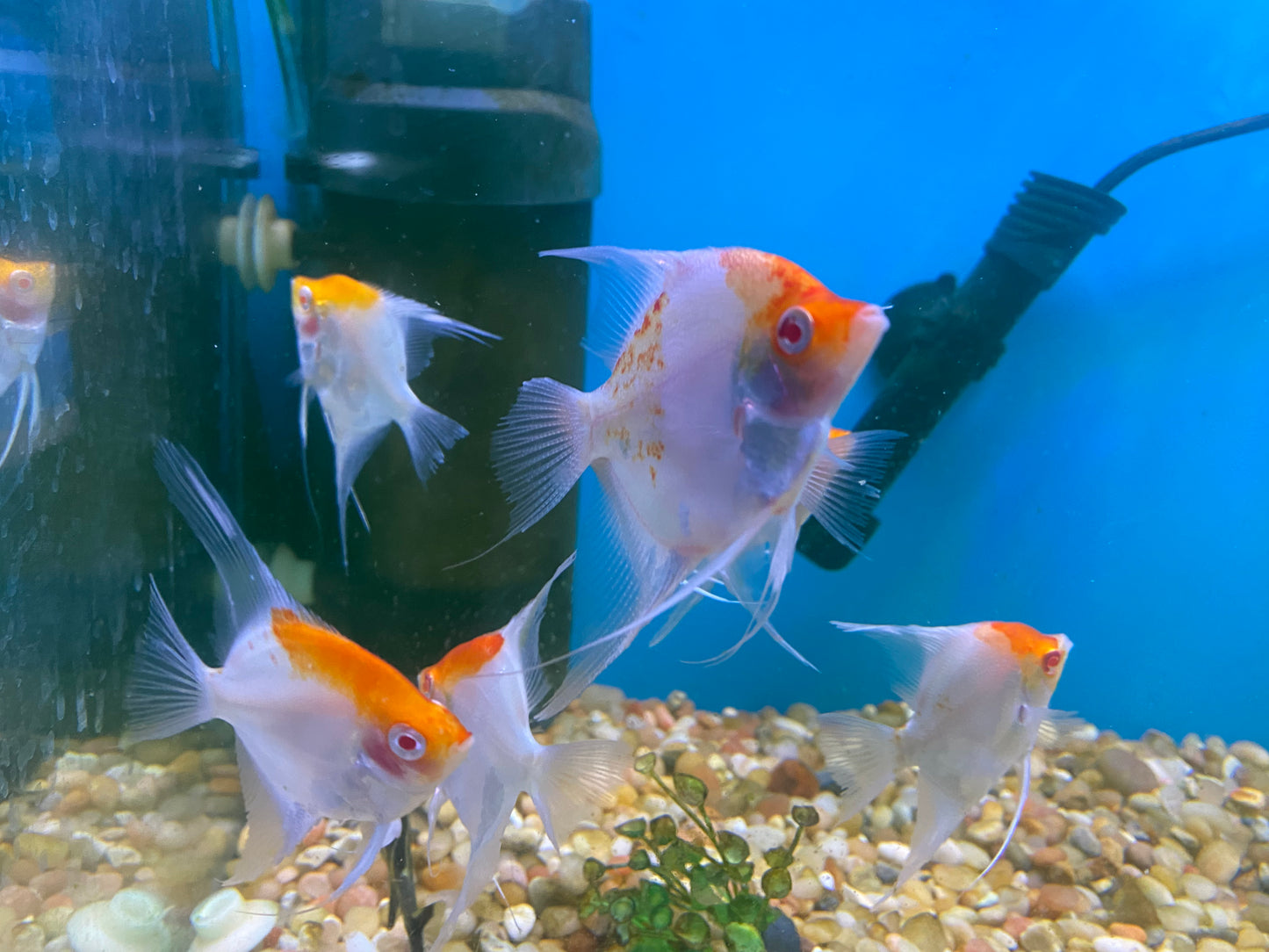 Red Cap Angelfish