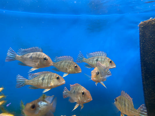 Red Head Tapajos 2.5-3"