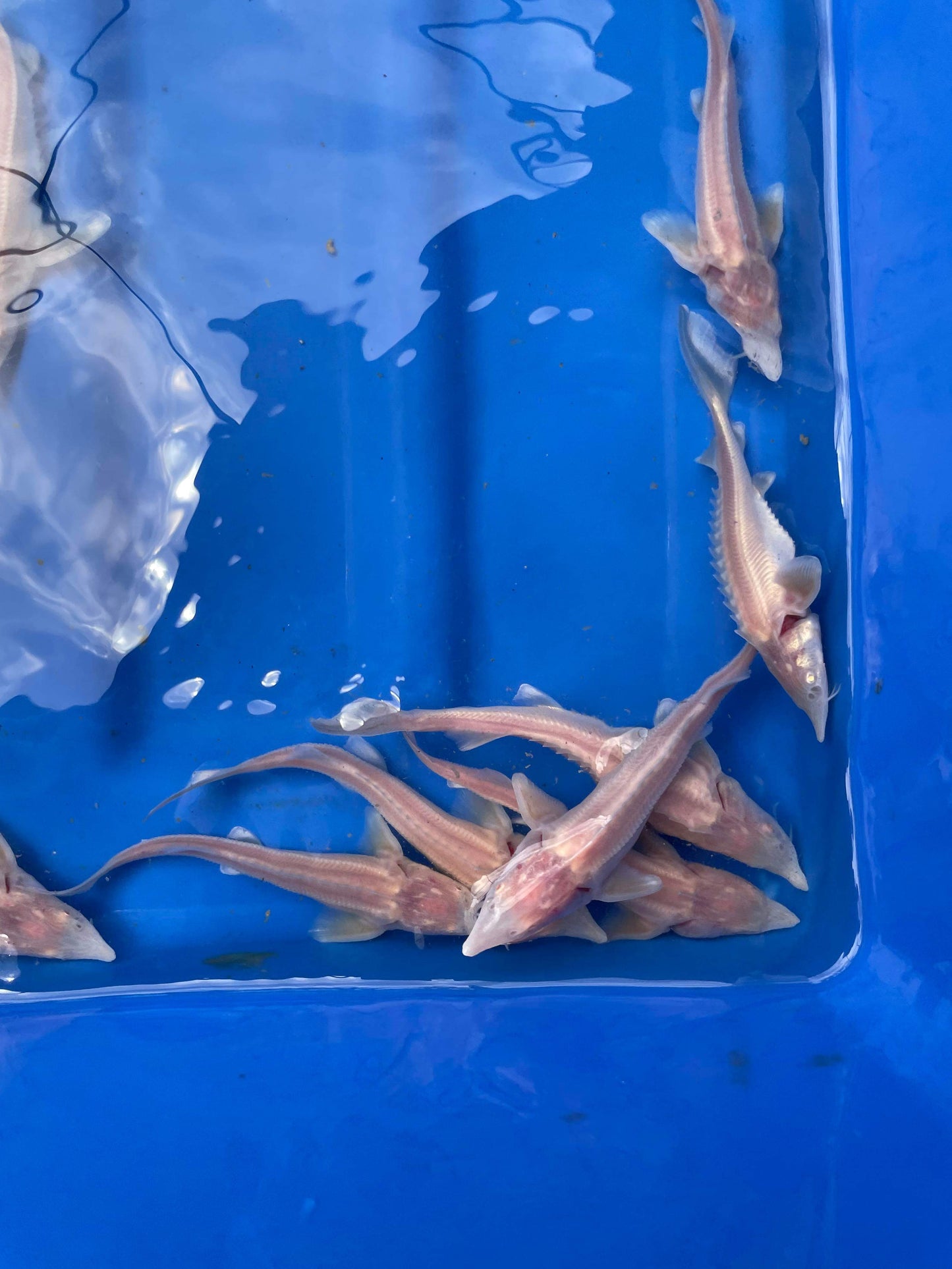 Albino Sterlet Sturgeons 6"