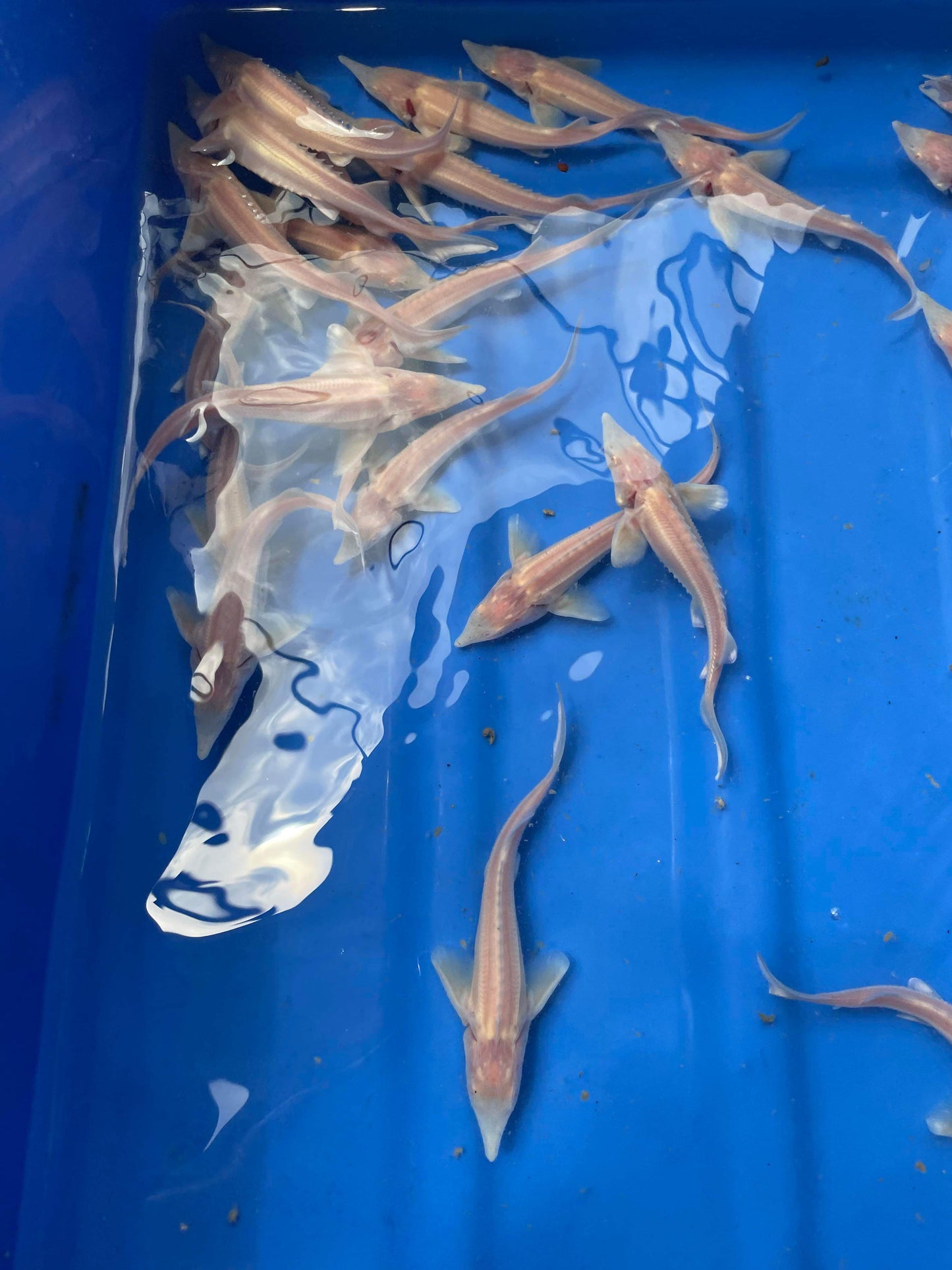 Albino Sterlet Sturgeons 6"